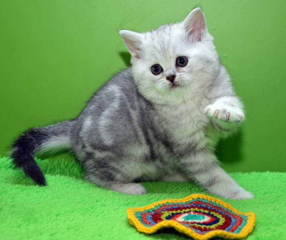 Котята шотландские прямоушки