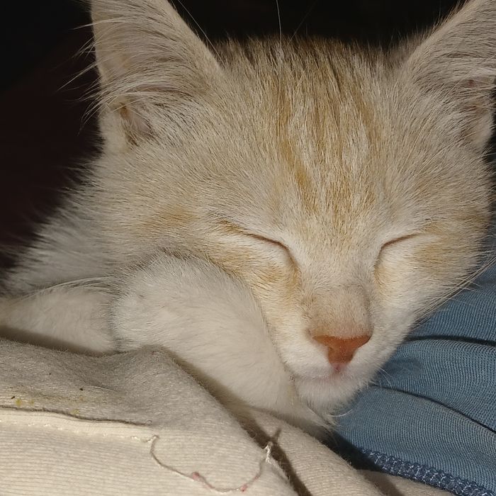 Віддам котика в добрі руки!