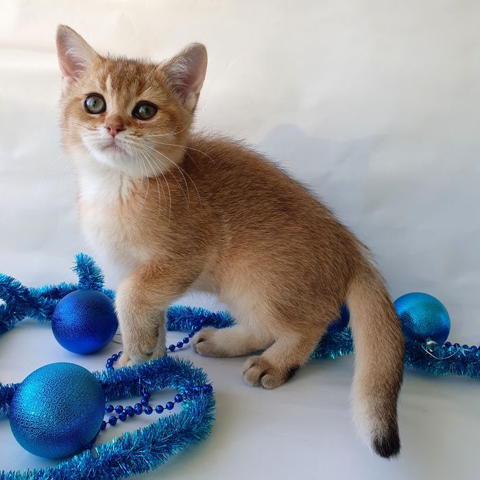 Киев 3 месяца кошечка золотая шиншилла клубная Котята котенок кошенята