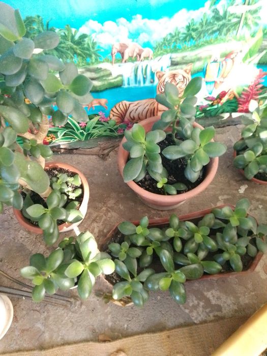 Продам молодые растения  и отростки красулы.