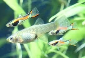 Продам різні гуппи