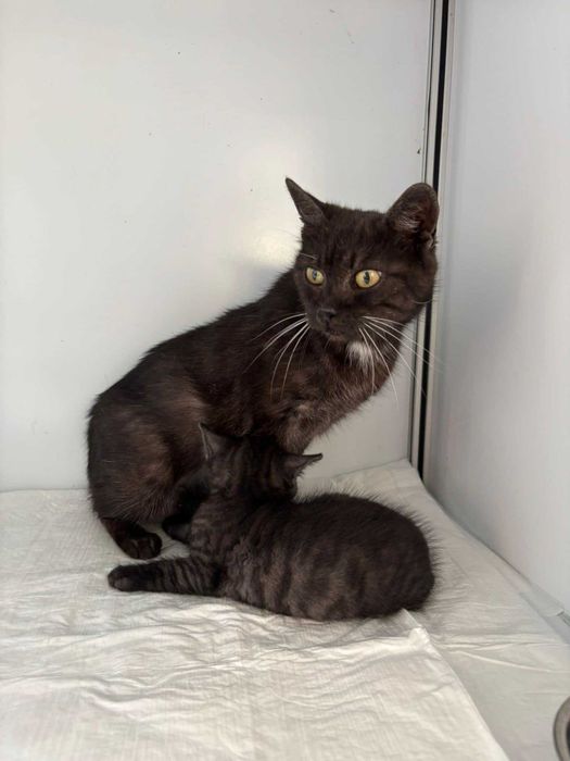 DYMKA kotka kot adopcja schronisko