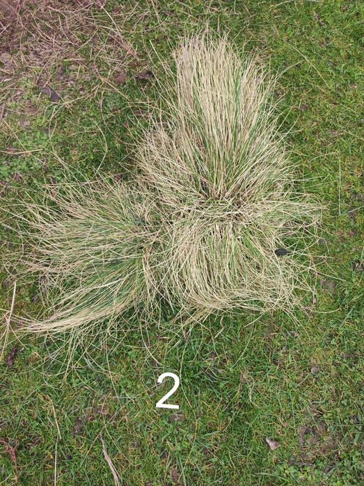 Kostrzewa sina 3 duże kępy