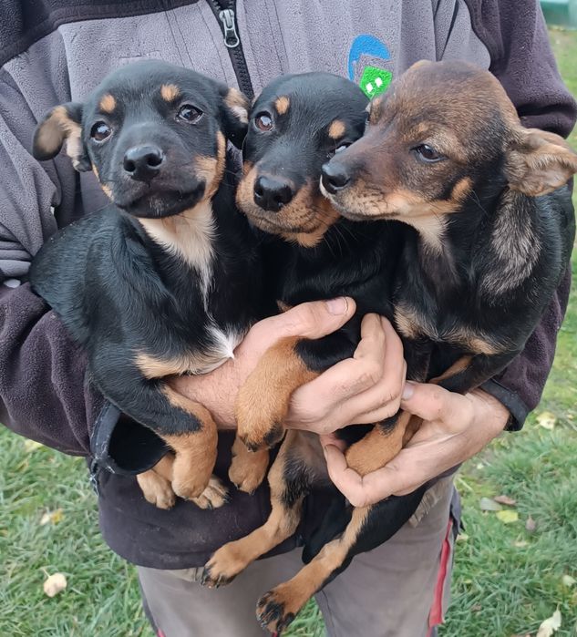 Oddam w dobre ręce szczeniaki/pieski trzymiesięczne suczki