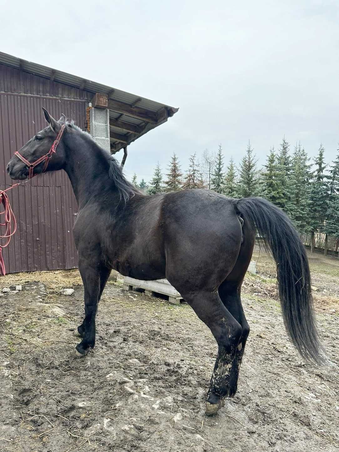 Klacz Śląska 2 lata Wzrost 160 cm Pełne pochodzenie