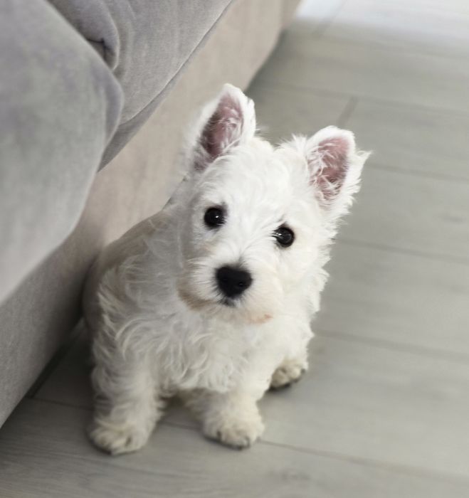 West highland terrier