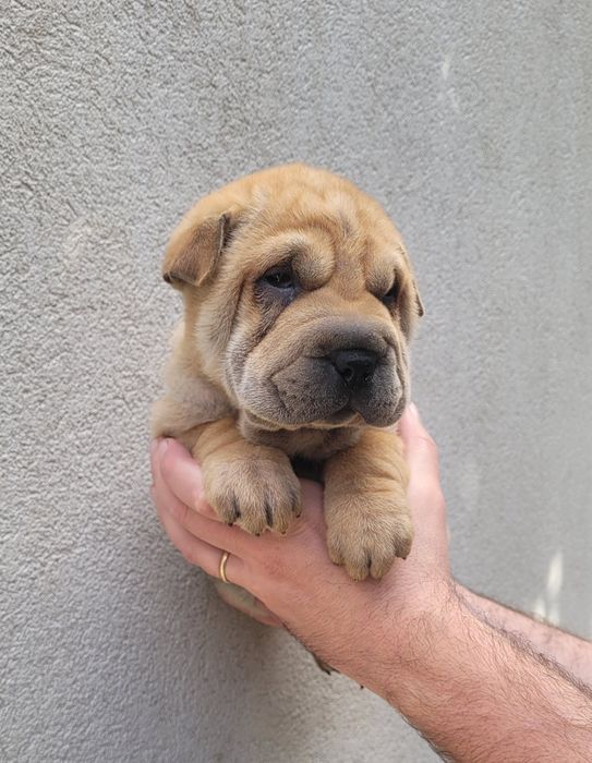 Cachorrinho sharpei bebé