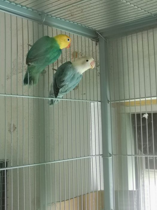 Casal fishers opalinos