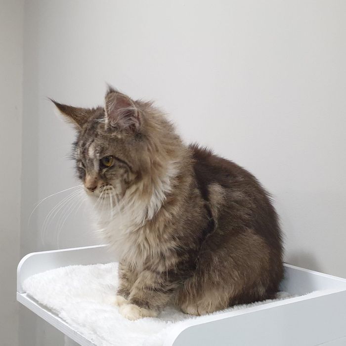 Maine coon fêmea  com Lop