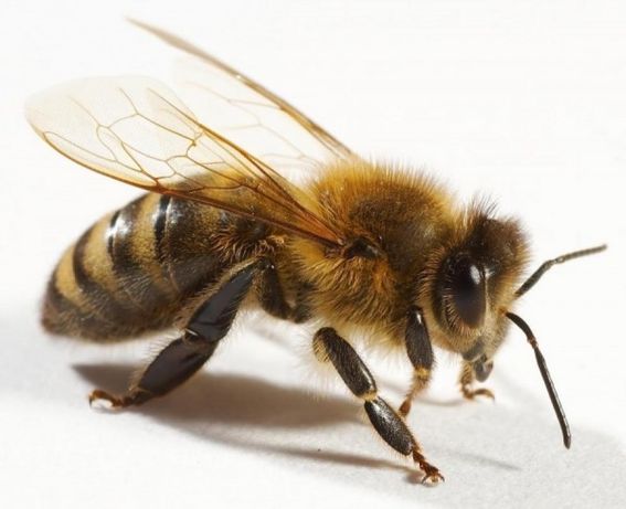 Бджолиний підмор з власної пасіки/ продукти бджільництва