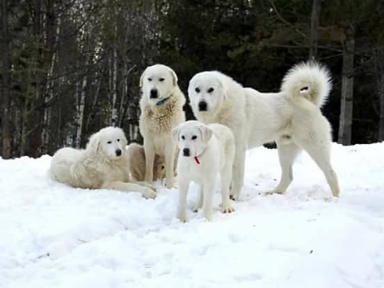 Akbash Dog Turecki Stróż .Rasy Tureckie Akbash Kangal Malakli.