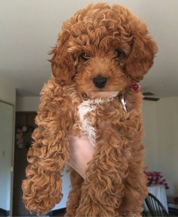 Наймиліші мальтипу‼️Мальтипу ф1 Мальтипу ф2 Мультіпу Щенки мальтипу