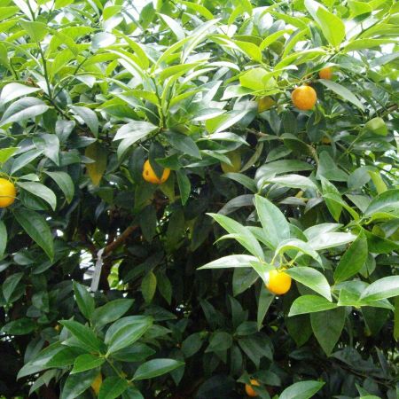 Кумкват "Реале" Fortunella "Reale" комнатный