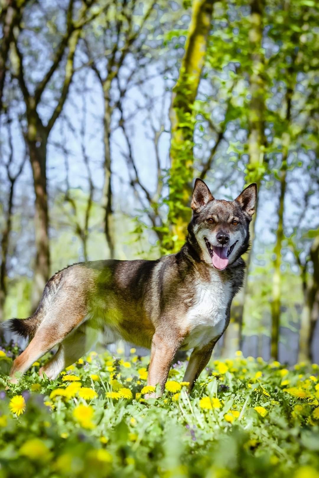 Pokochaj psiaka, który większość życia spędził w schronisku..