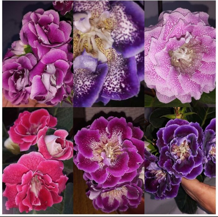 Глоксинія сіянці гарні