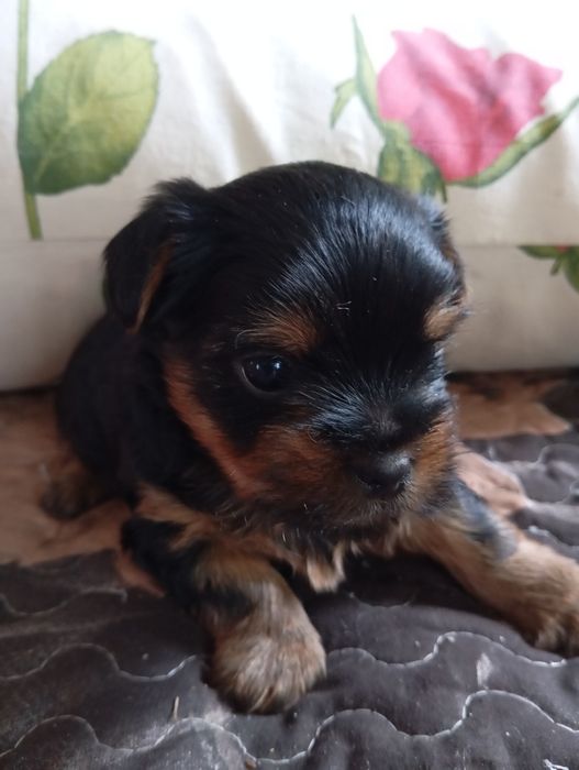 Чистокровні малюки йорчики