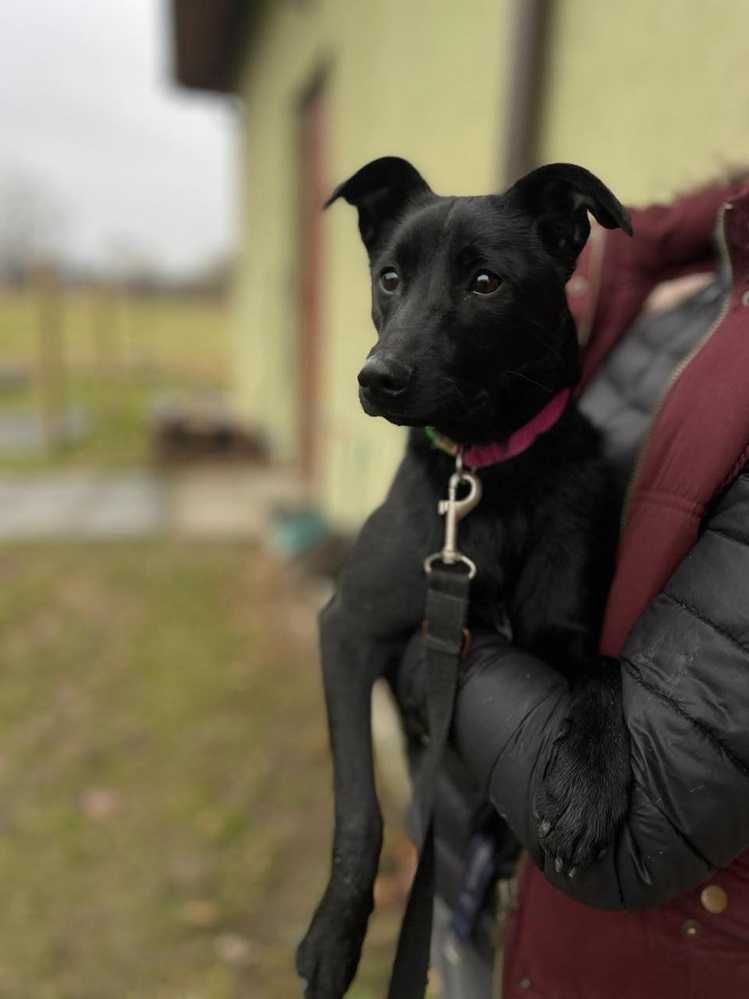 7miesw. szczeniak,piesek średni,łagodny,uratowany DŻEKI do adopcji