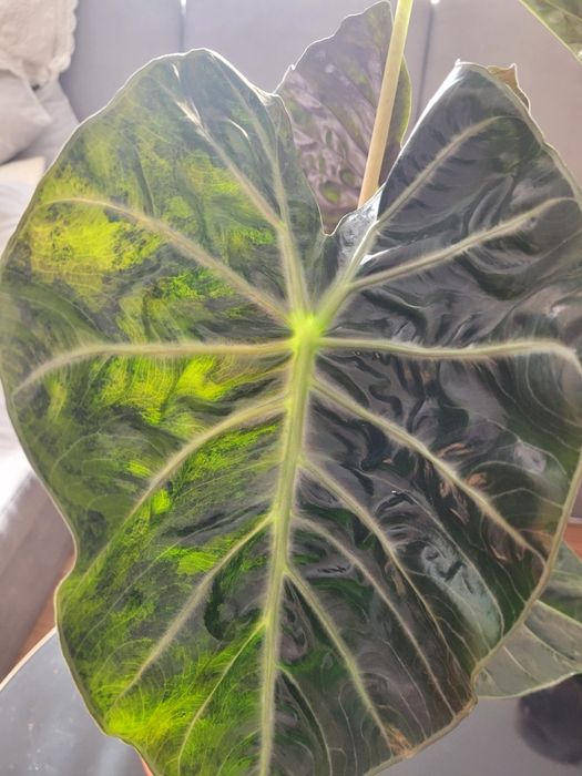 Alocasia pink dragon Variegata, WYSYŁKA