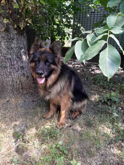 Вязка Немецкая овчарка