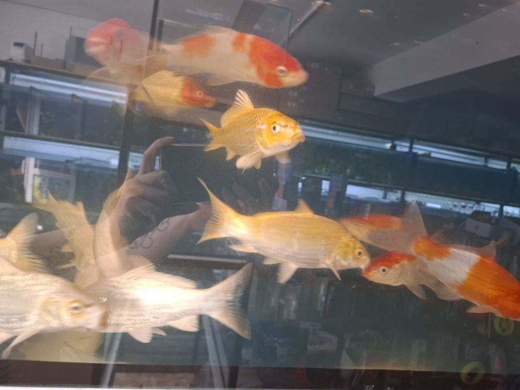 Karpie koi różne kolory  25cm plus