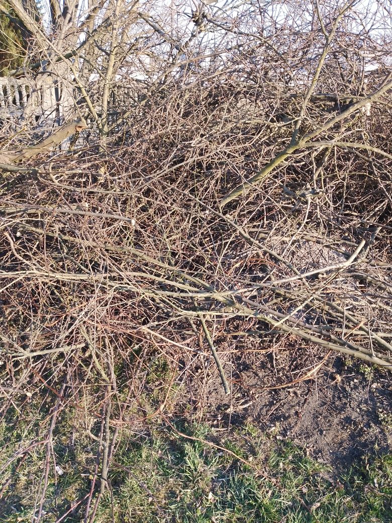 Oddam gałęzie z drzew owocowych jabłoń sliwa a także wisnia zciete tej