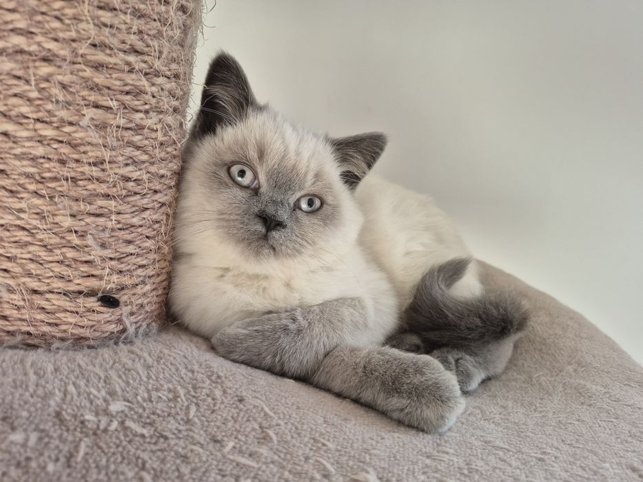 Ostatni Kot Brytyjski FPL point niebieski