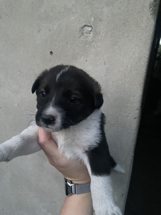 Віддам песиків в добрі руки,безкоштовно.