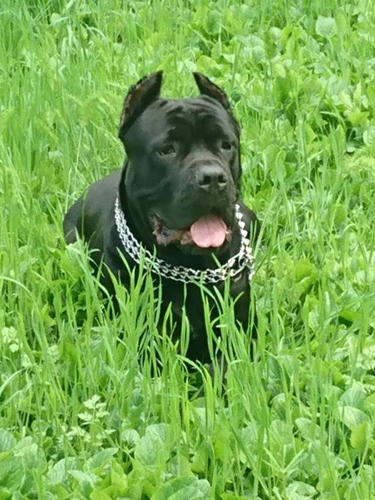 Кане Корсо. Cane Corso. Вязка. Кабель.