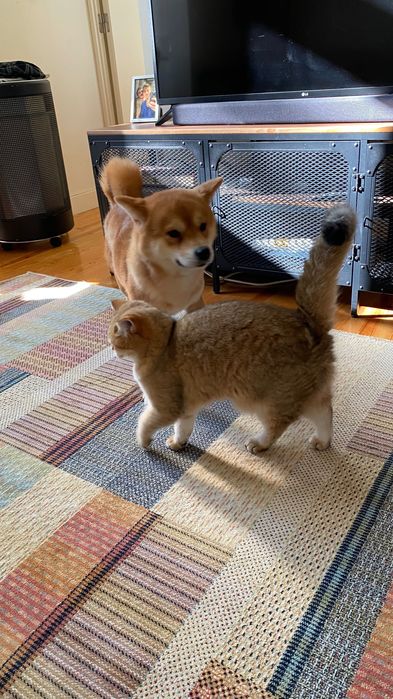 Gata para adoção: British Shorthair