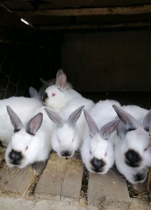Кролі і кролення, кролики різних порід і різного віку