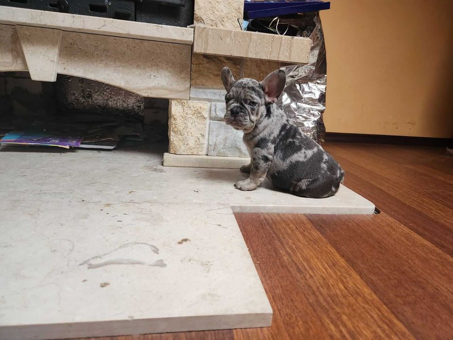 Французькі бульдожата