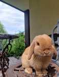Mini Lop! Króliczek miniaturowy!