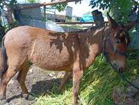 Vende se macho anão e charrete