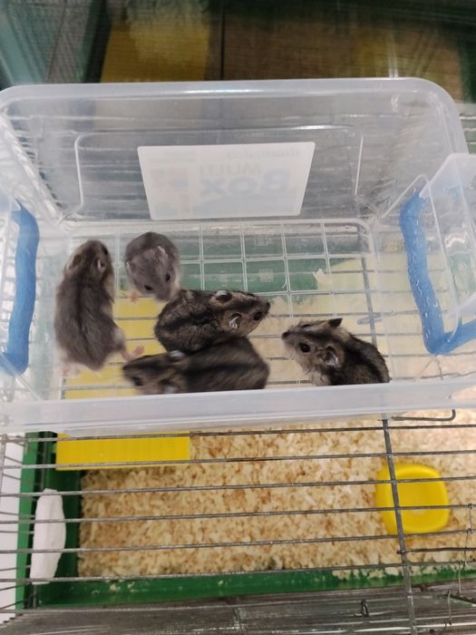 Хомяк джунгарик 5 шт