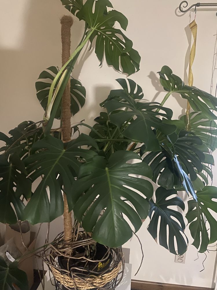 Kwiat doniczkowy monstera deliciosa