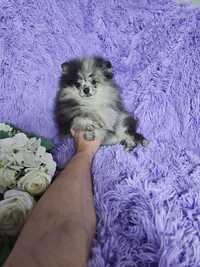 Szpic Miniaturowy Blue Merle sunia PASZPORT!!!