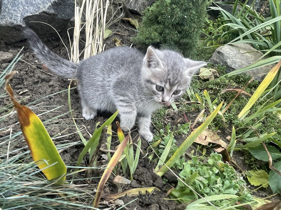 Подарую маленьких кошенят