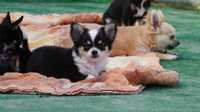 Umaszczenie bardzo poszukiwane w typie"husky", Chihuahua dł. ZKwP/FCI