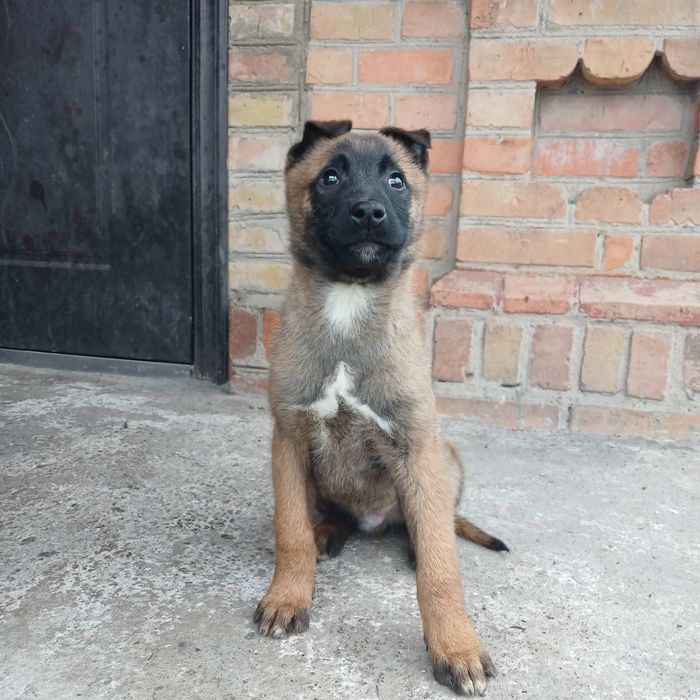 Продам чистокровних щенків породи Бельгійської малінуа .