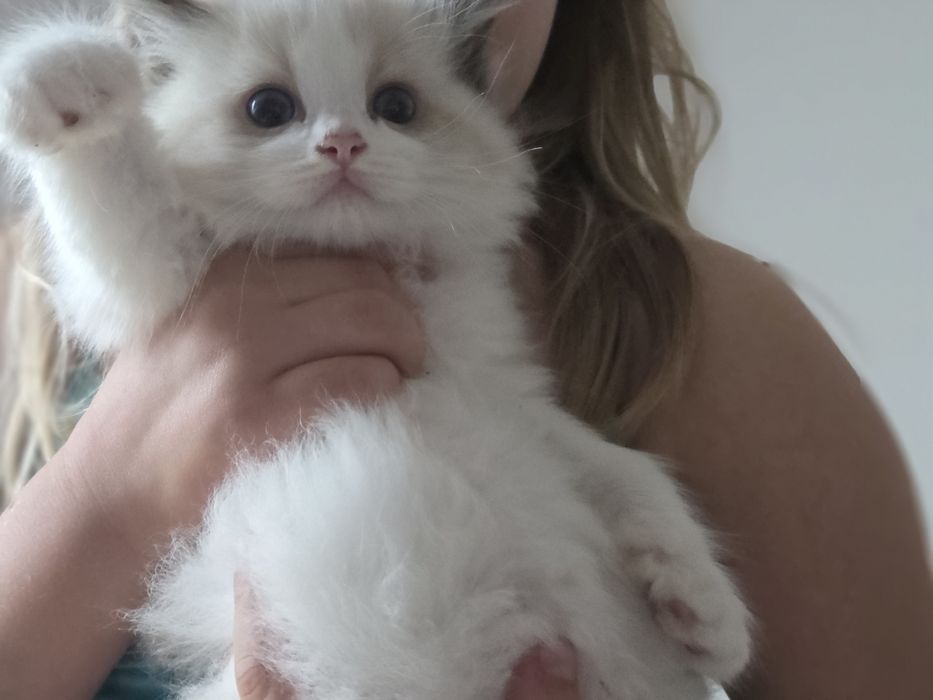 Kotka RAGDOLL z rodowodem FPL