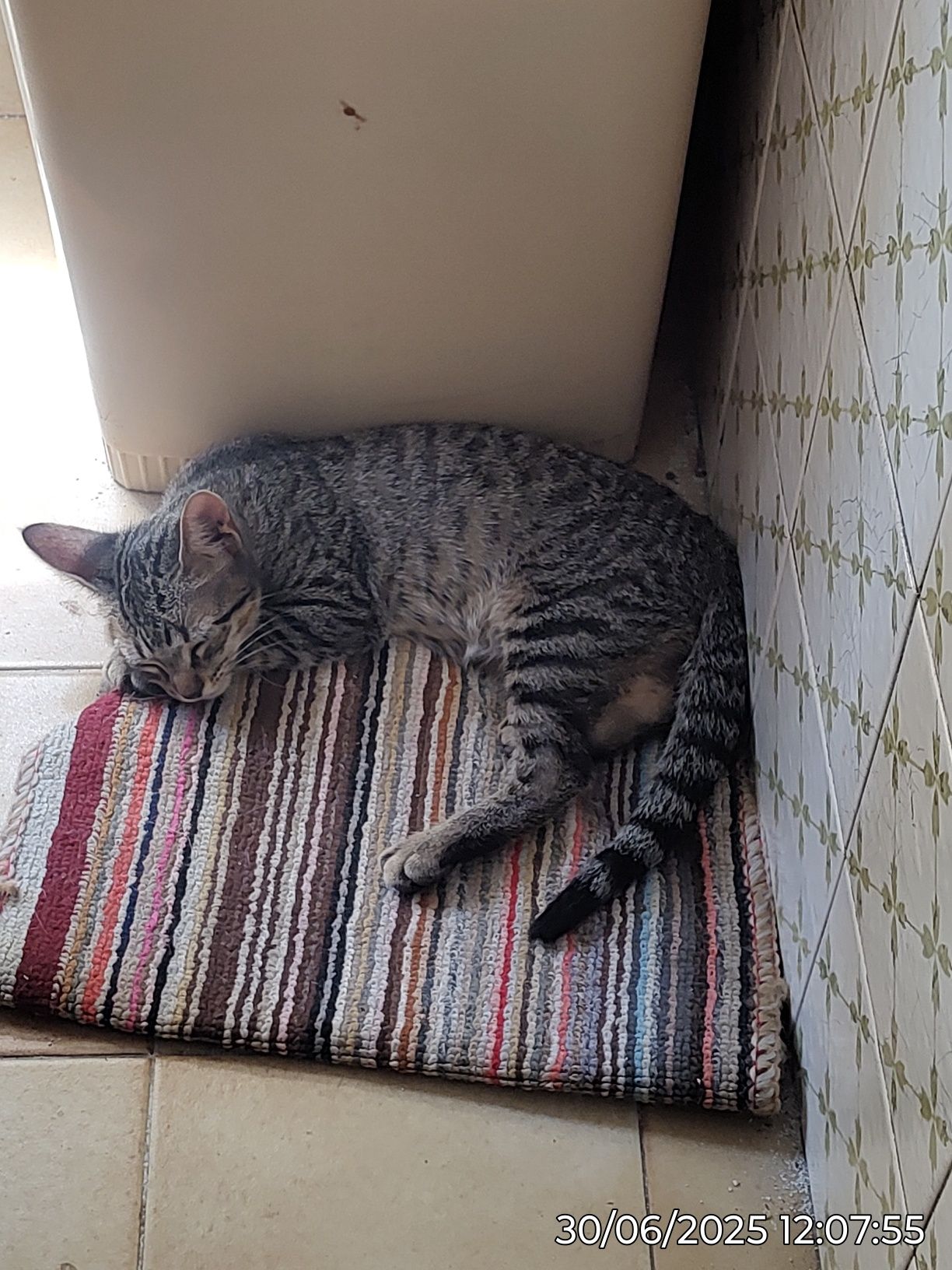 Dá-se gatinha tigrada - 2 meses