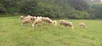 Owce mleczne fryzyjskie oraz krzyżówka z Lacaunem