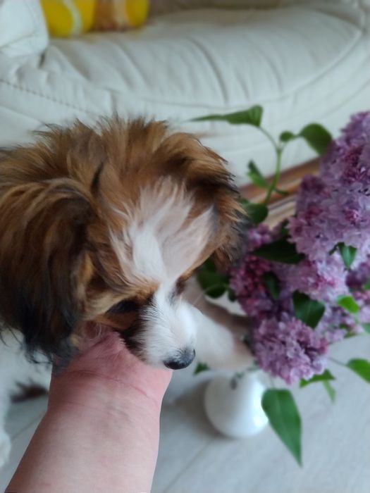 Папійон Фален дівчинка