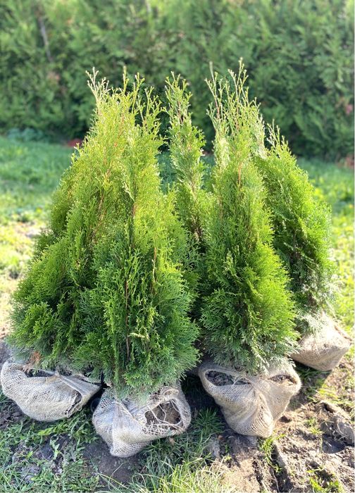 Piekna Tuja Szmaragd 90-100cm PRODUCENT | DOSTAWA | SADZENIE (110/120)
