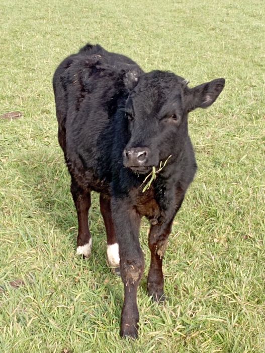 Jałówki byczki polskie żarłoki