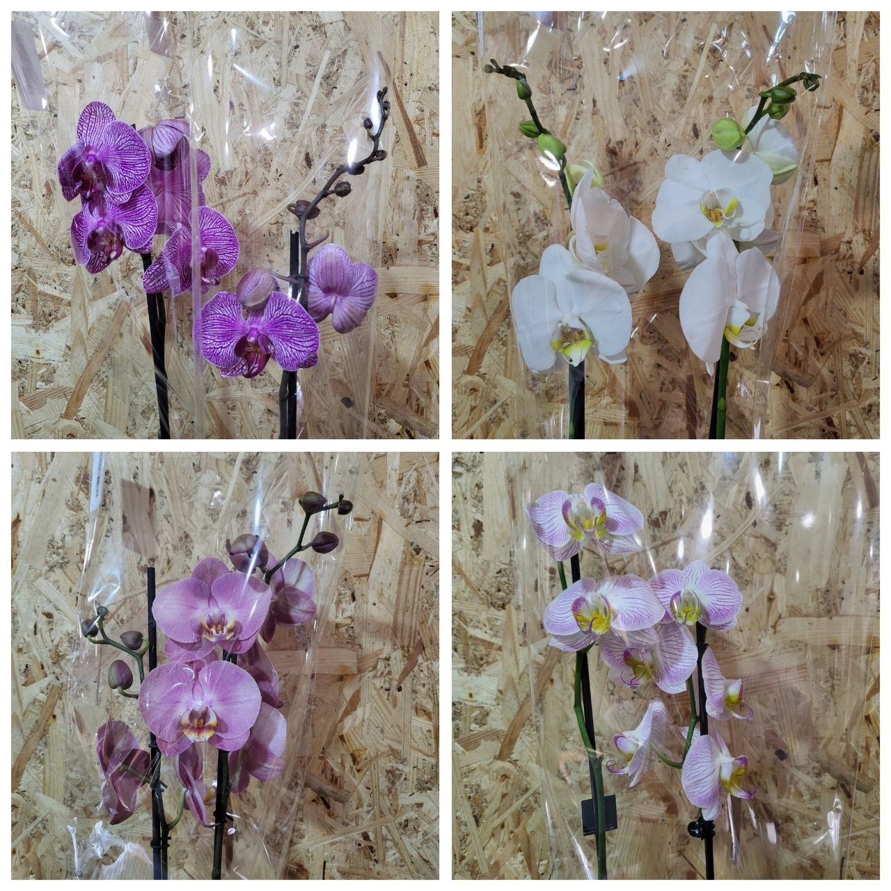 Орхидеи ,фаленопсис.