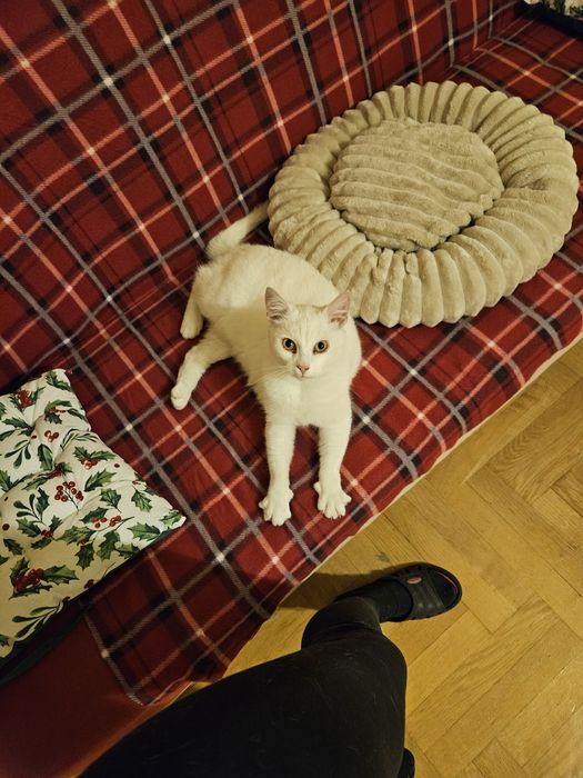 Koteczka 3-letnia za darmo