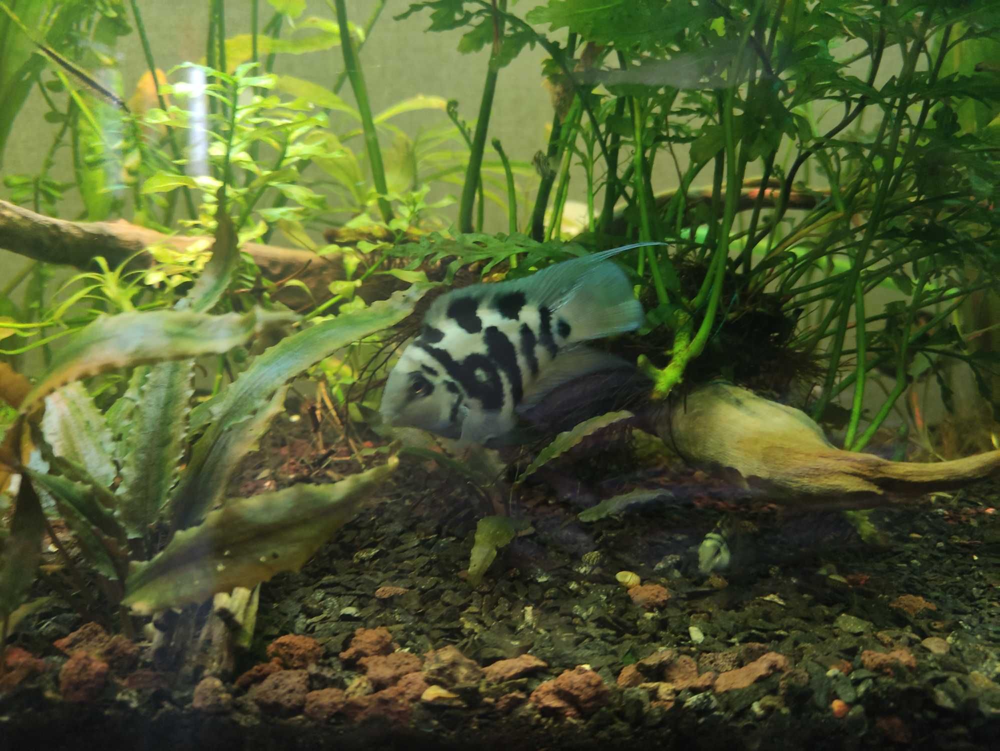 Тригібридний папуга блакитний тигр (Hybrid cichlid)