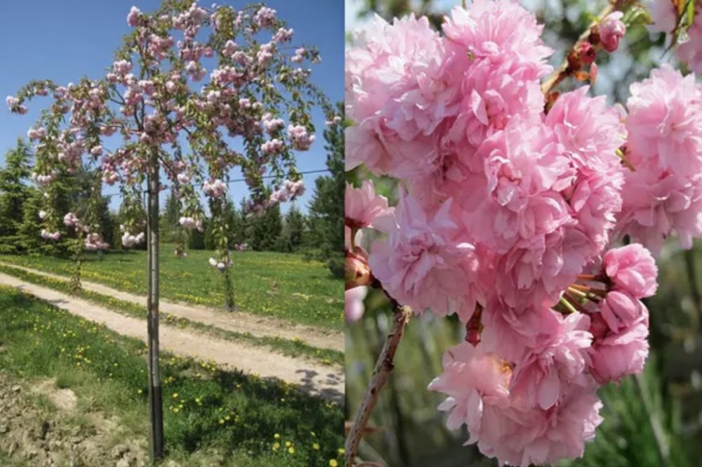 Сакура плакуча Кіку Шідаре ЗКС