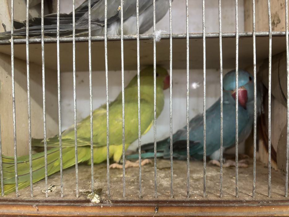 Sprzedam aleksandrety obrożne